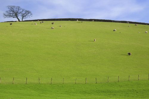 Pastureland